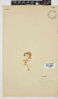 Plocamium rigidum image