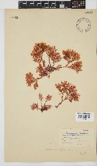 Plocamium rigidum image
