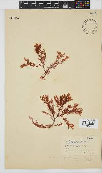 Plocamium rigidum image