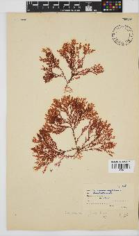 Plocamium rigidum image