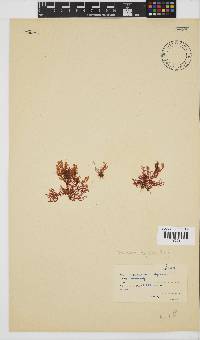 Plocamium rigidum image