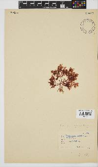 Plocamium rigidum image