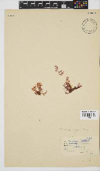 Plocamium rigidum image