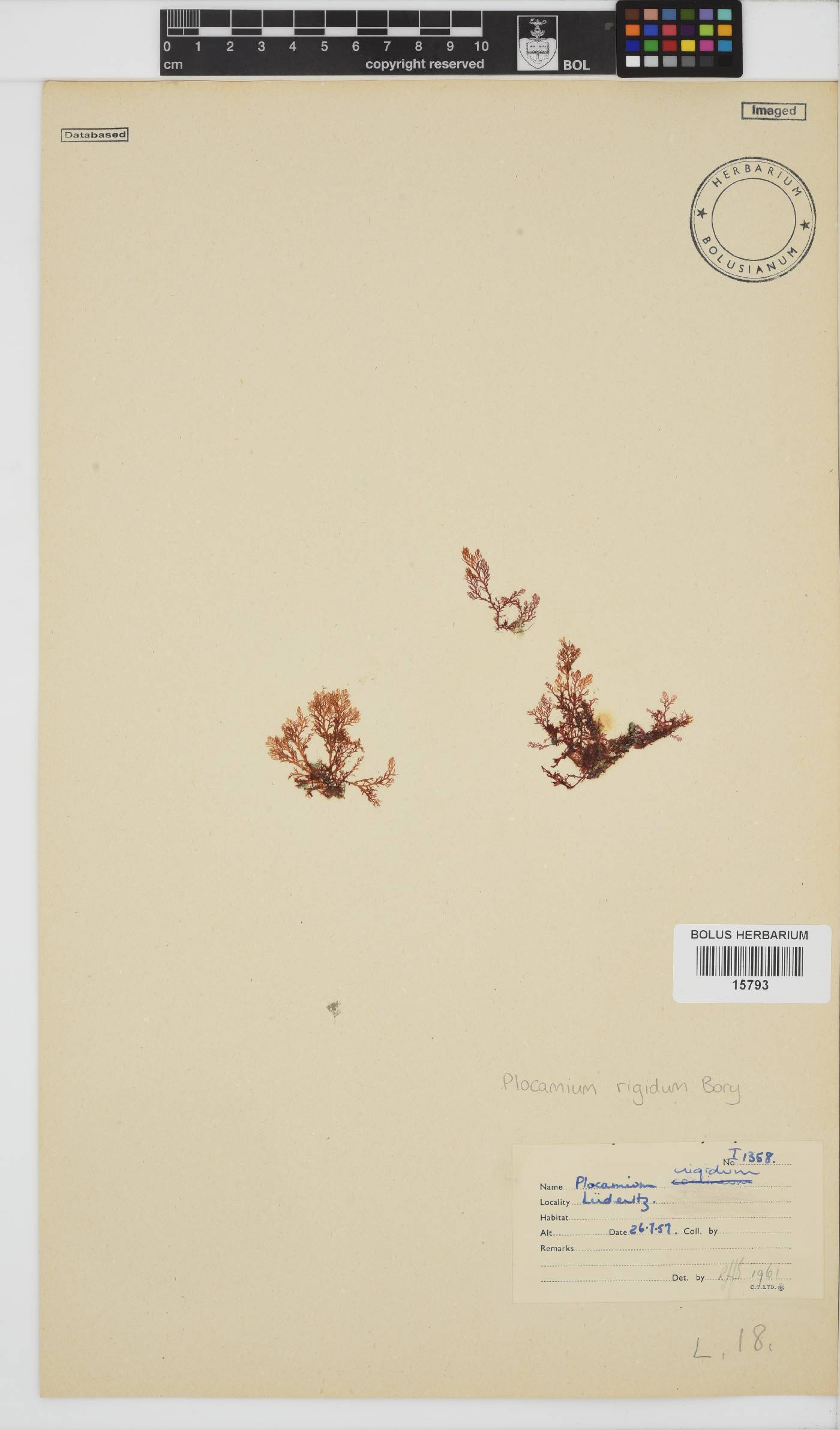 Plocamium rigidum image