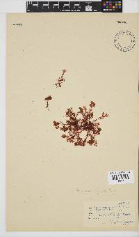Plocamium rigidum image