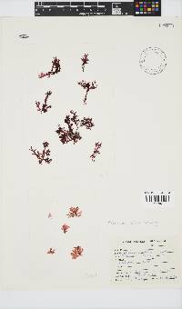 Plocamium suhrii image