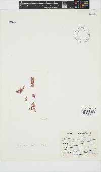 Plocamium suhrii image