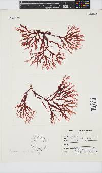 Plocamium suhrii image