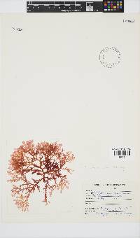 Plocamium suhrii image