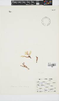 Plocamium suhrii image