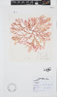 Plocamium suhrii image