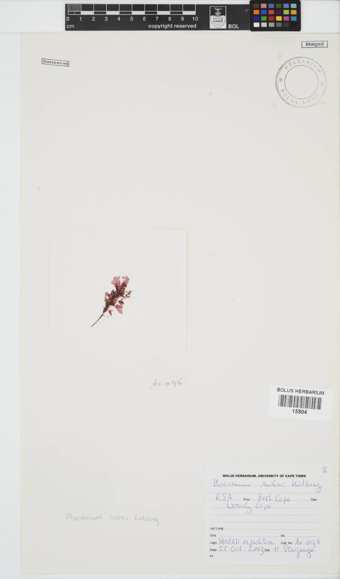 Plocamium suhrii image