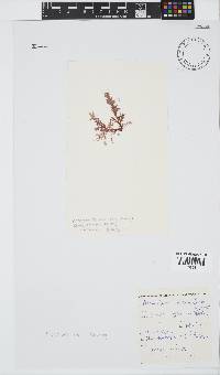 Plocamium suhrii image