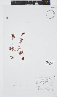 Plocamium suhrii image