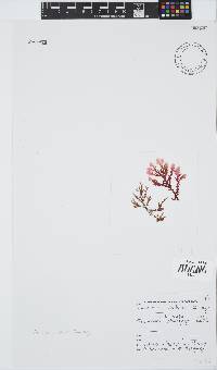 Plocamium suhrii image