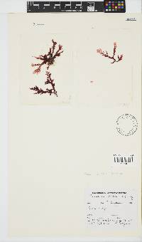 Plocamium suhrii image