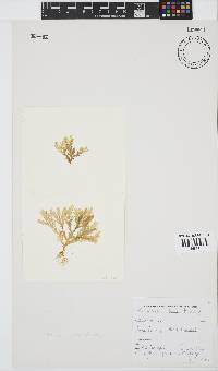 Plocamium suhrii image