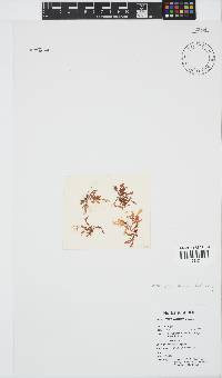 Plocamium suhrii image