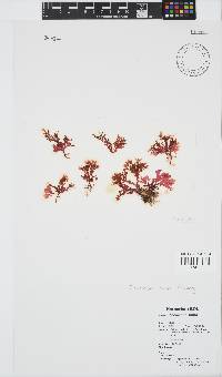 Plocamium suhrii image