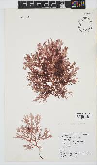 Plocamium suhrii image