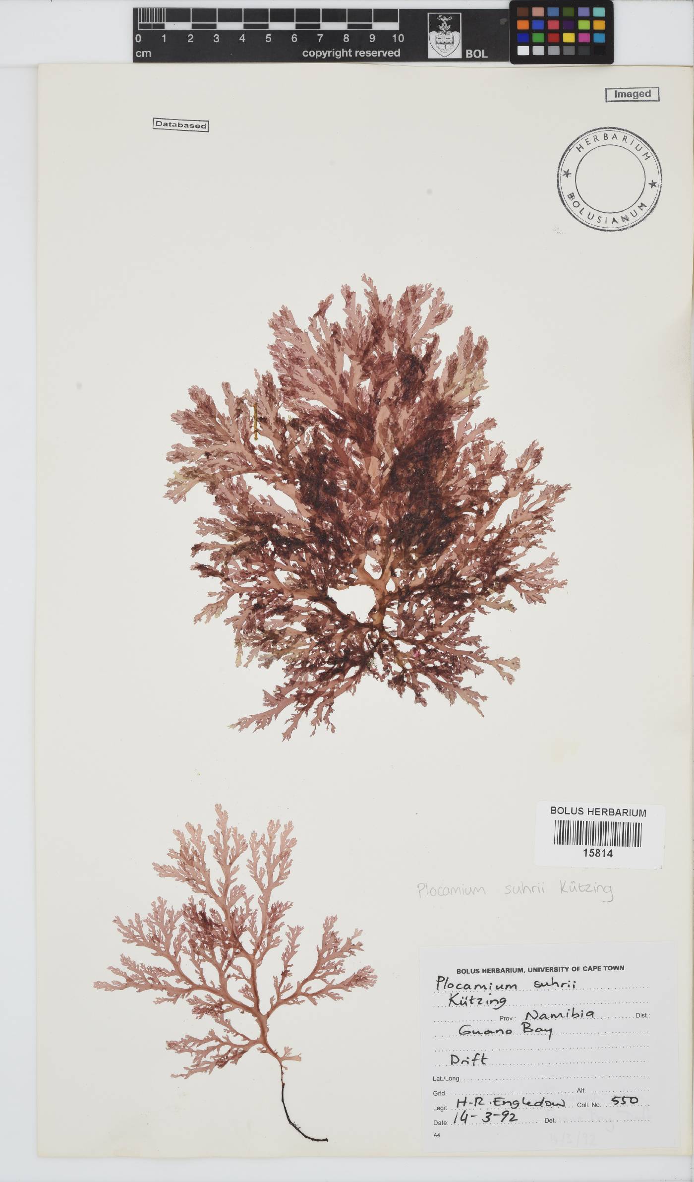 Plocamium suhrii image