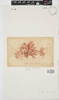 Plocamium suhrii image