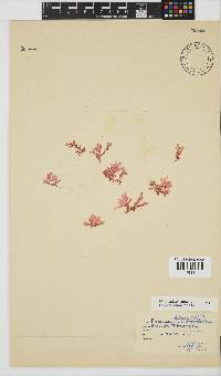 Plocamium suhrii image