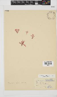 Plocamium suhrii image
