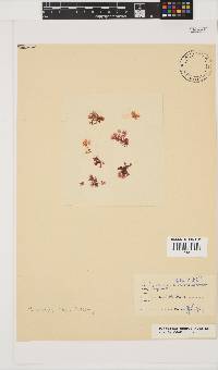Plocamium suhrii image