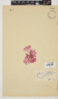 Plocamium suhrii image