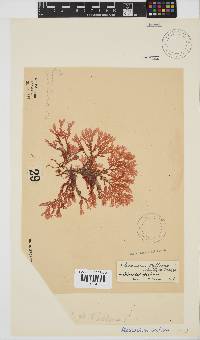 Plocamium suhrii image