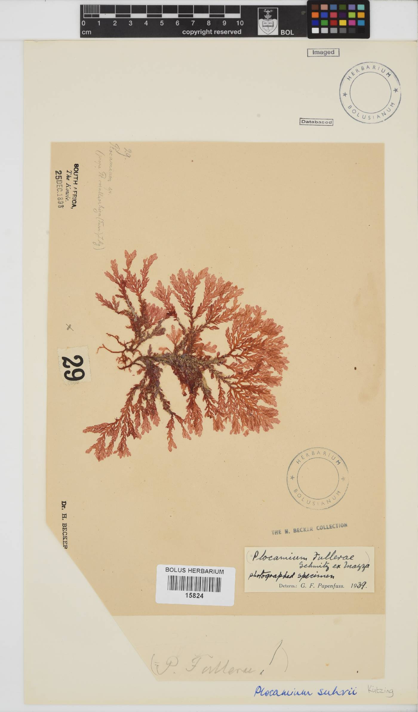 Plocamium suhrii image