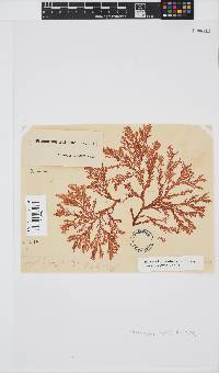 Plocamium suhrii image
