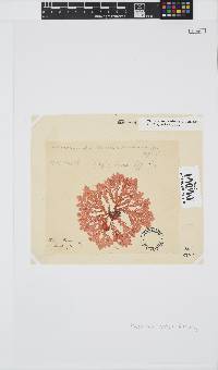 Plocamium suhrii image