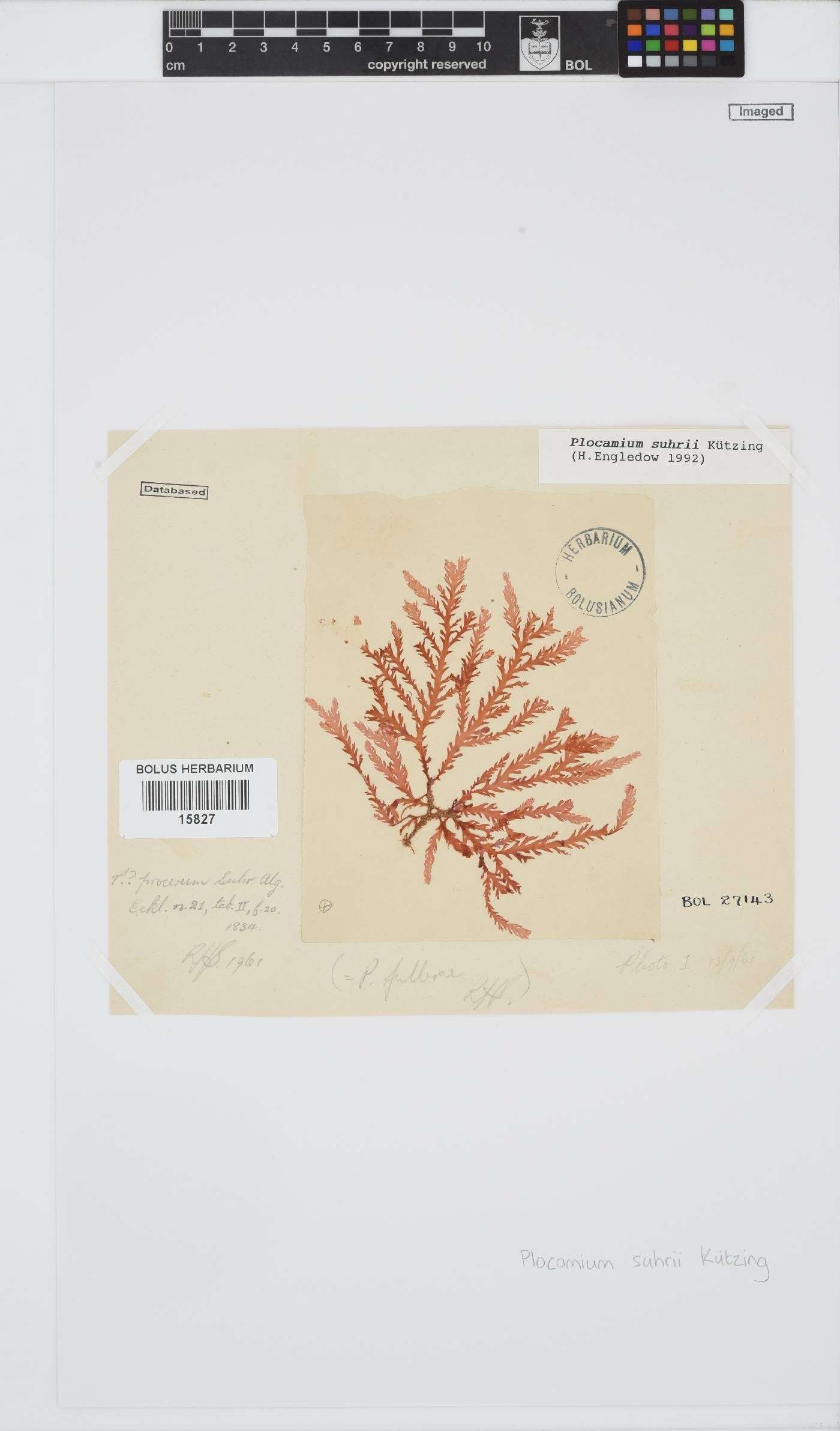 Plocamium suhrii image