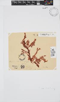 Plocamium suhrii image