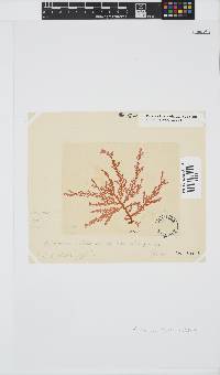 Plocamium suhrii image