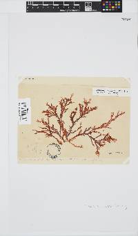 Plocamium suhrii image