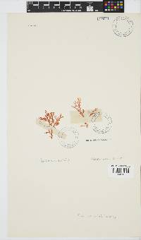 Plocamium suhrii image