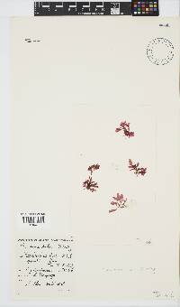 Plocamium suhrii image
