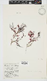 Plocamium suhrii image