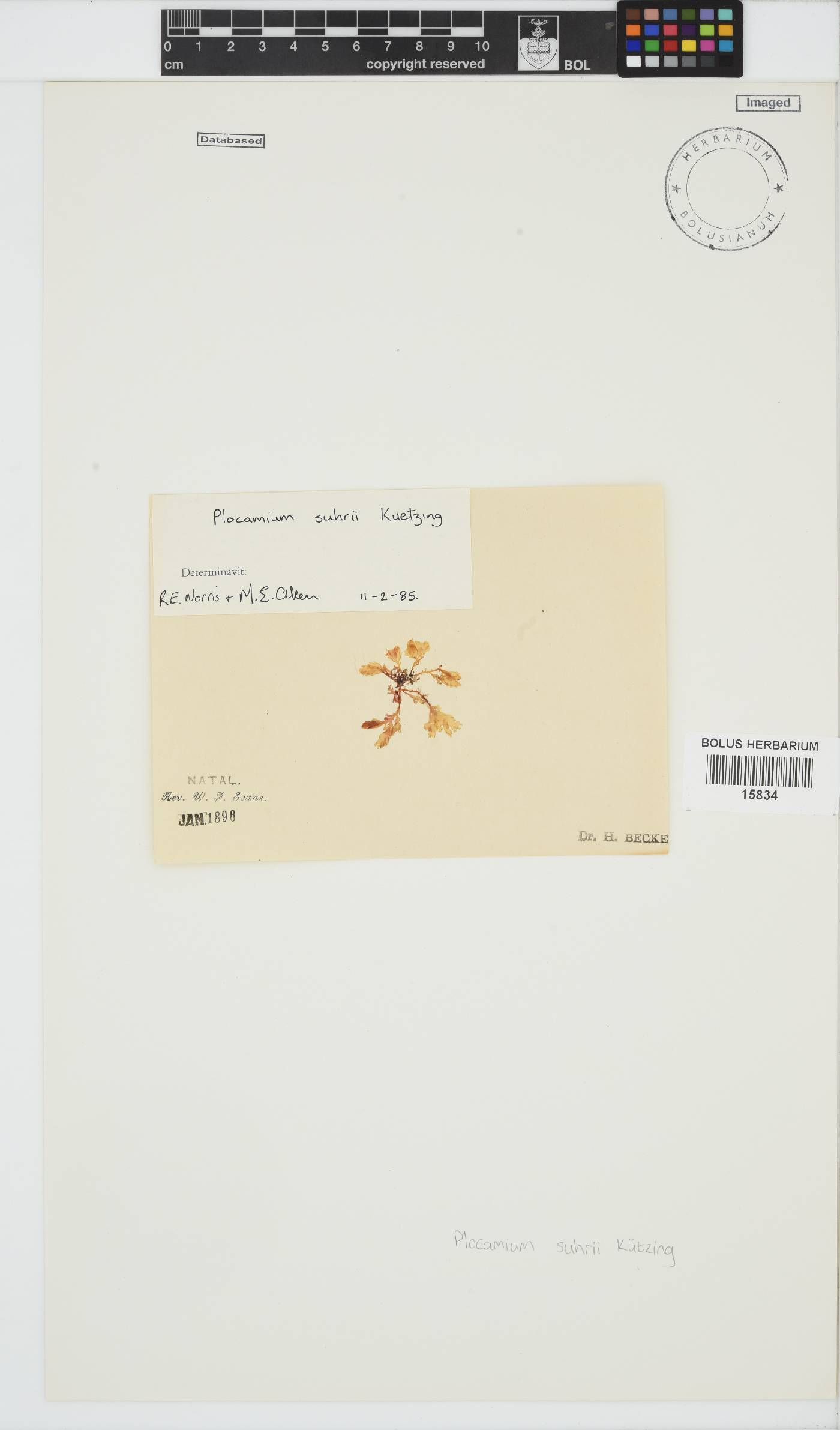 Plocamium suhrii image