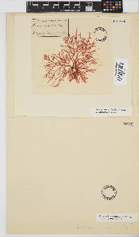 Plocamium suhrii image