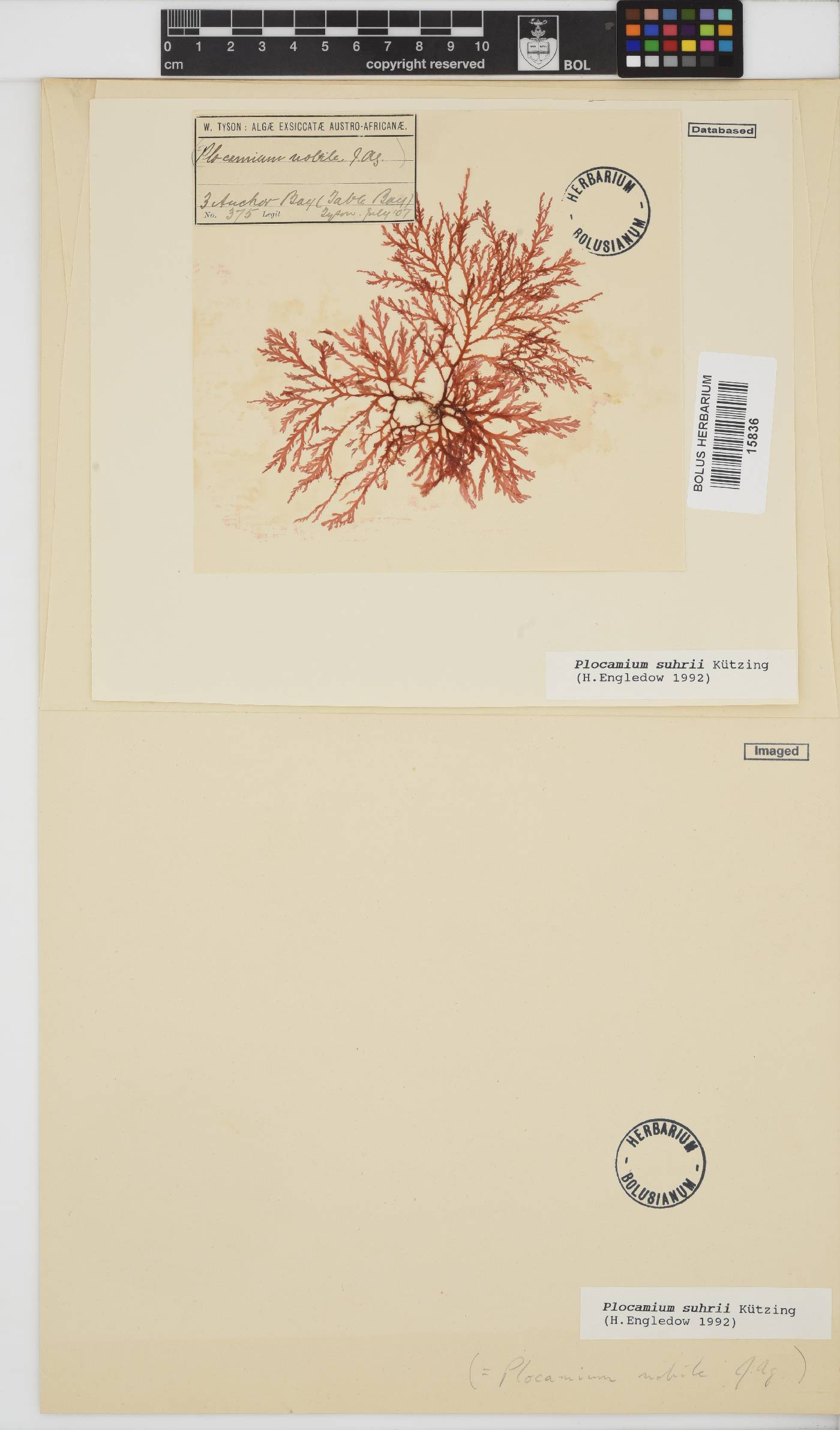 Plocamium suhrii image