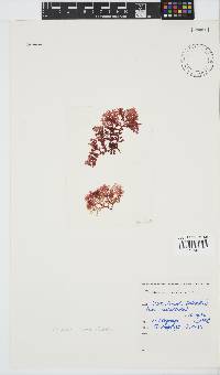 Plocamium suhrii image