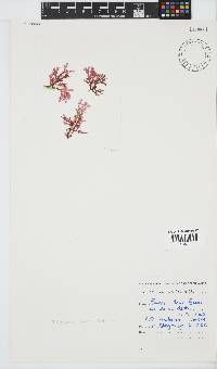 Plocamium suhrii image