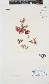 Plocamium suhrii image
