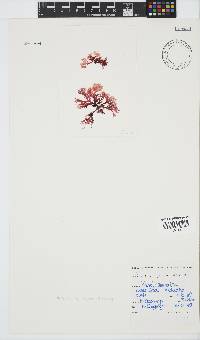Plocamium suhrii image