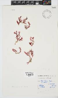 Plocamium suhrii image
