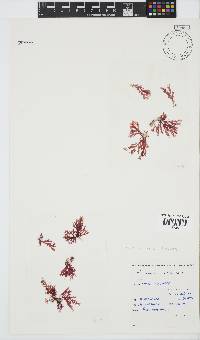Plocamium suhrii image
